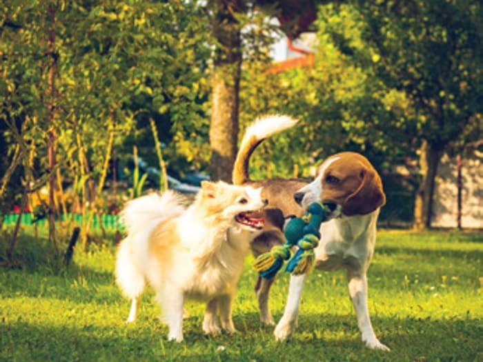 Pet park at Ashtech Presidential Towers